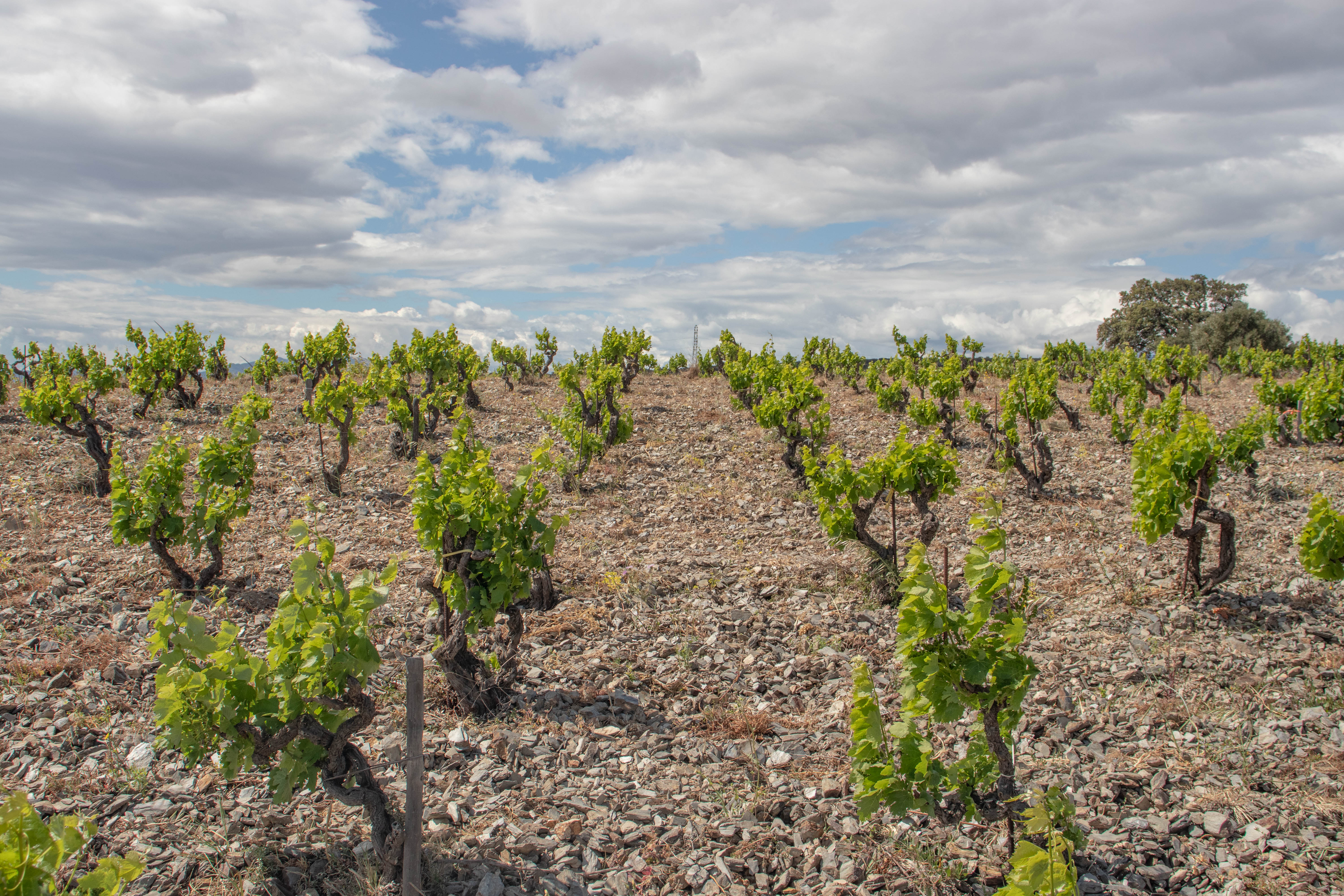 Vignes domaine de l'horizon à Calce