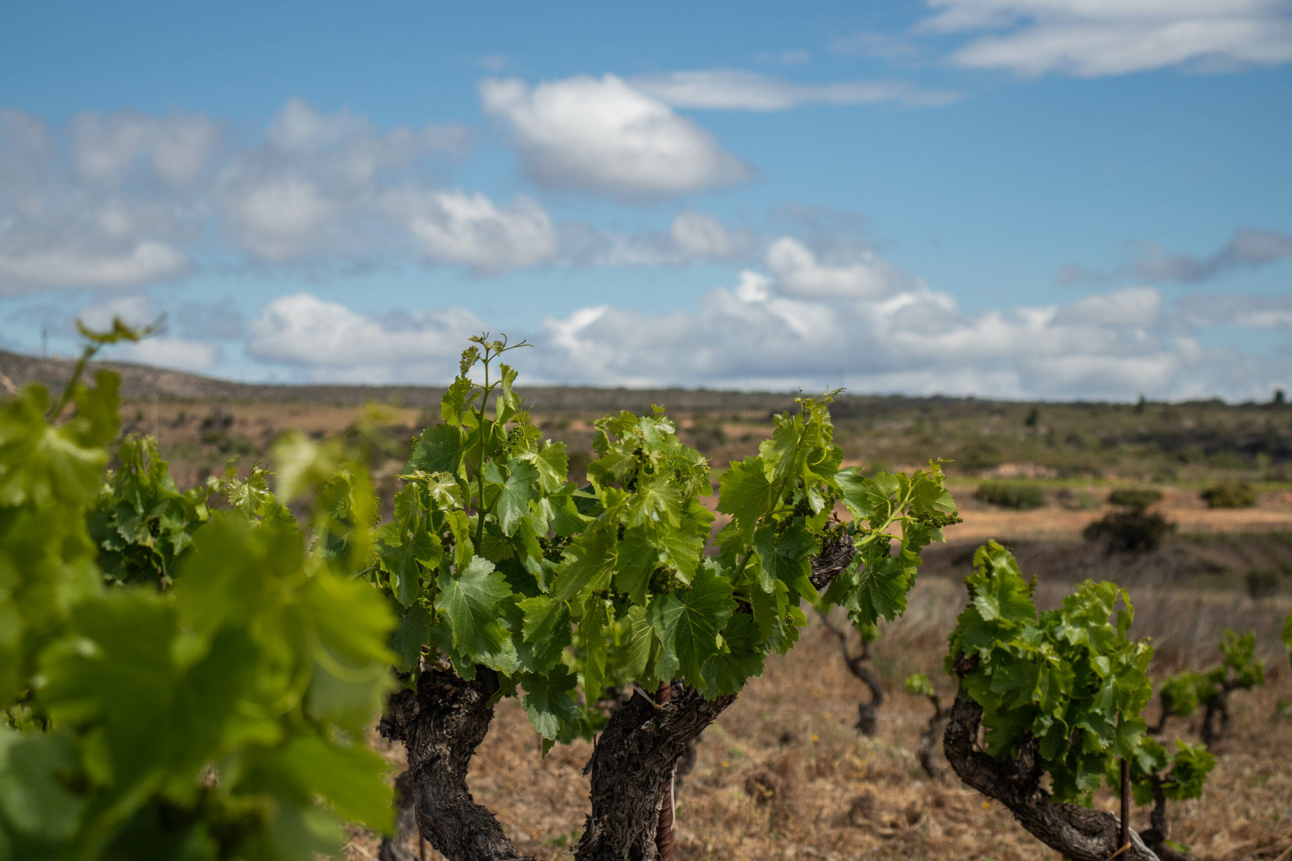 Vignes du domaine de l'horizon